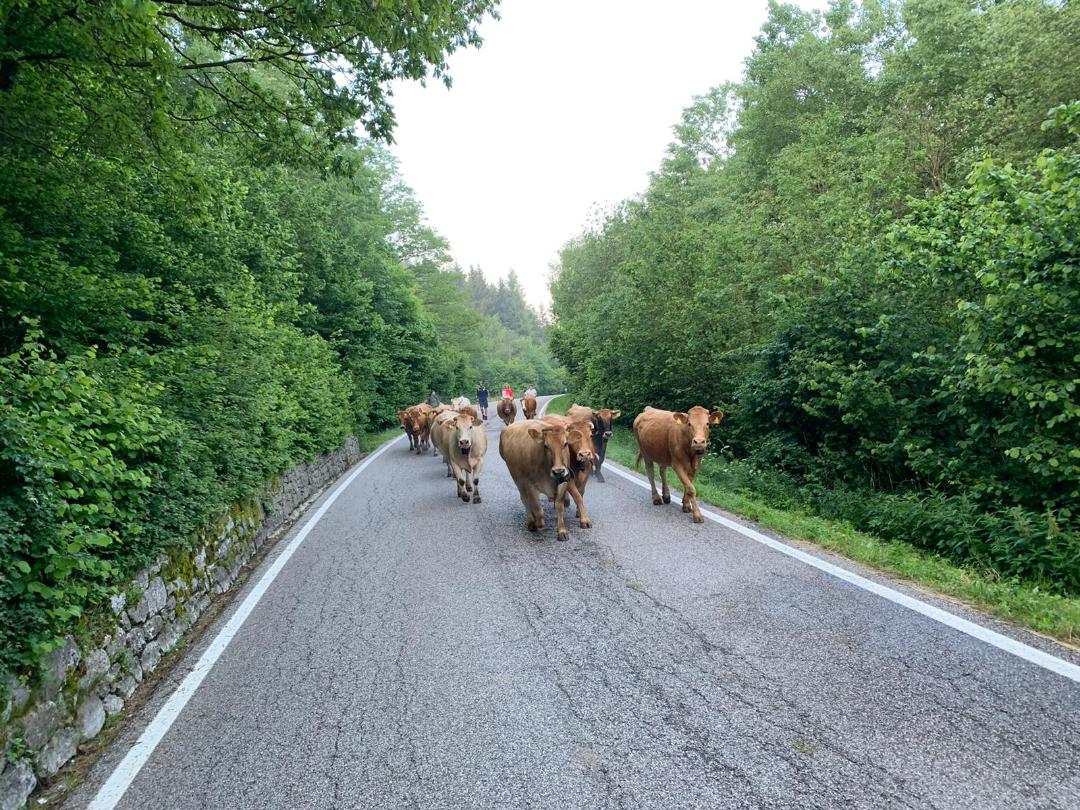 Mucche Verso ol Baldo (foto Marco Castellani)